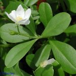 Exploring The Benefits Of Talinum Triangulare: A Comprehensive Guide