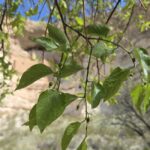 close-up of green leaves on a branch against a blurred background