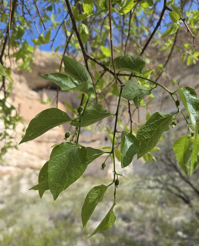 close-up of green leaves on a branch against a blurred background